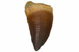 Fossil Mosasaur (Prognathodon) Tooth - Top Quality #114158-1